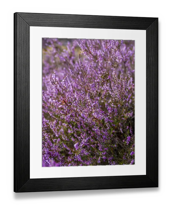 Framed Print : Flowering heather (Calluna vulgaris)