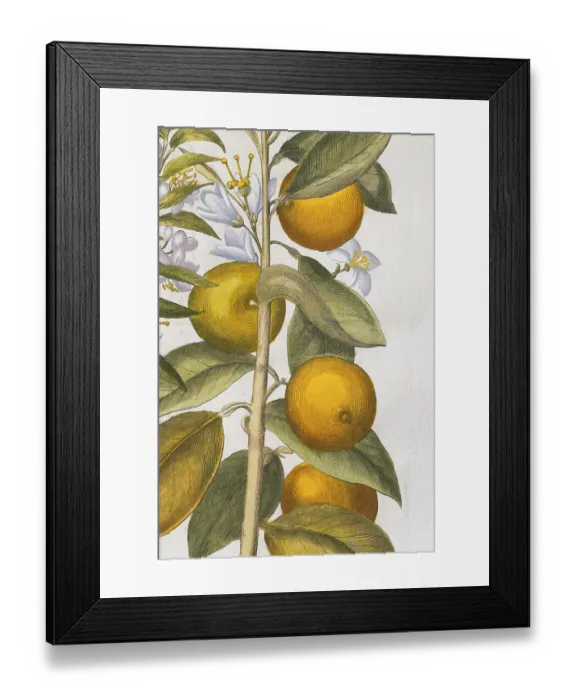 Framed Print : Orange with flowers, hand-coloured copperplate engraving by Basilius Besler Framed Print : Orange with flowers, hand-coloured copperplate engraving by Basilius Besler