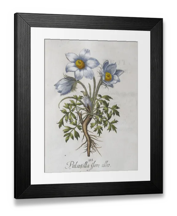 Framed Print : Spring pasque flower (Pulsatilla vernalis) Framed Print : Spring pasque flower (Pulsatilla vernalis)