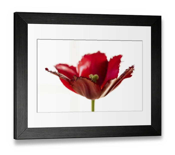 Framed Print : Red tulip (Tulipa) with jagged leaves in front of a white wall Framed Print : Red tulip (Tulipa) with jagged leaves in front of a white wall