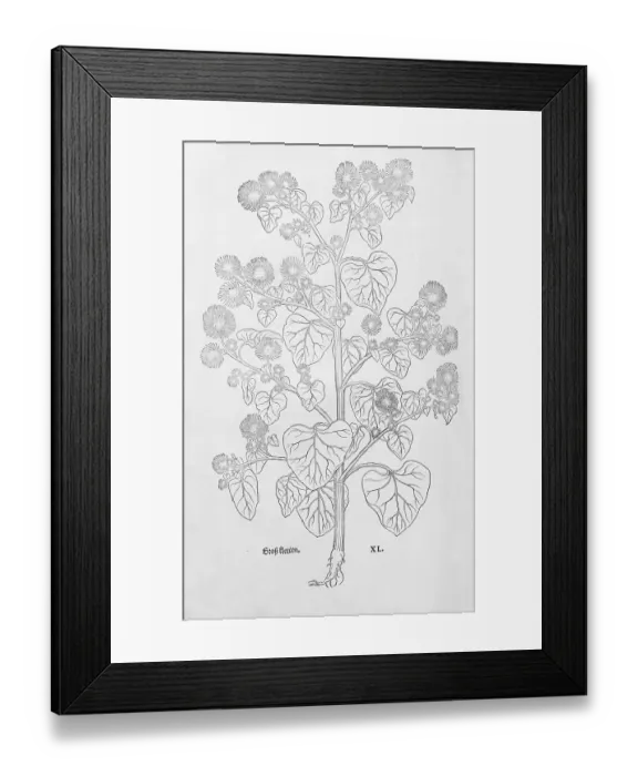 Framed Print : Greater burdock (Arcticum lappa)