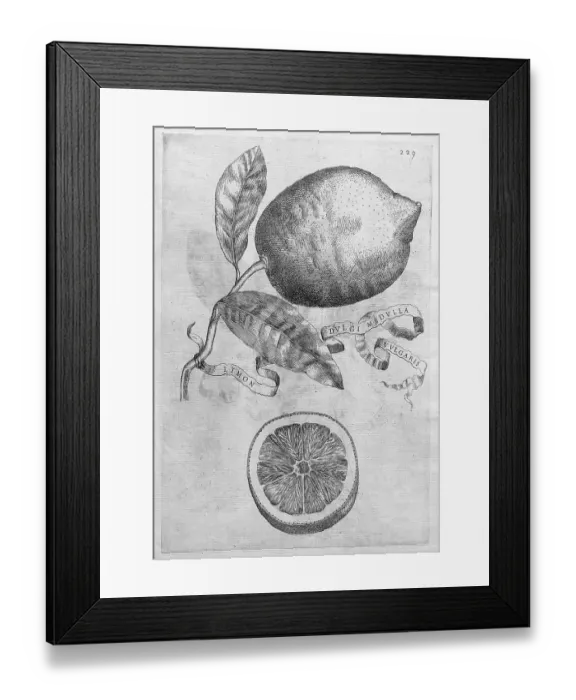 Framed Print : Limon Dulgi Medulla Vulgaris, lemon