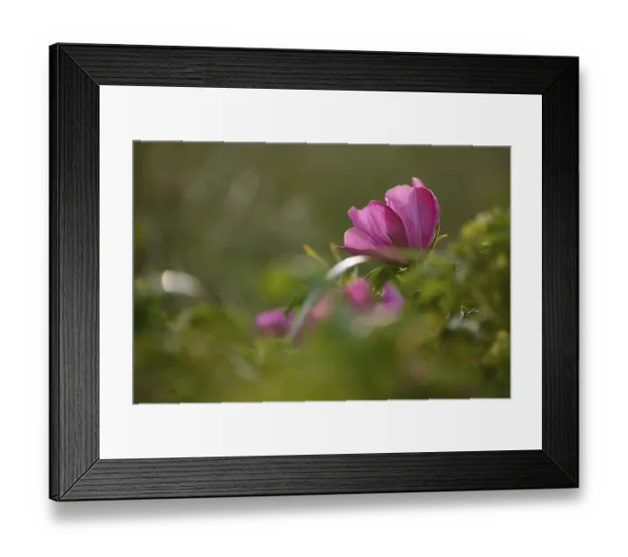 Framed Print : Close-up of a dog rose (Rosa canina)
