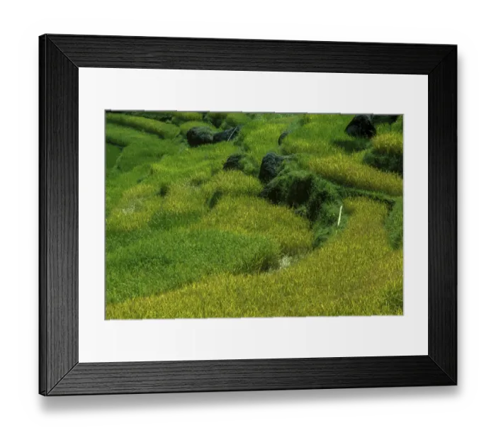 Framed Print : Rice fields in Toraland, Sulawesi, Indonesia Framed Print : Rice fields in Toraland, Sulawesi, Indonesia