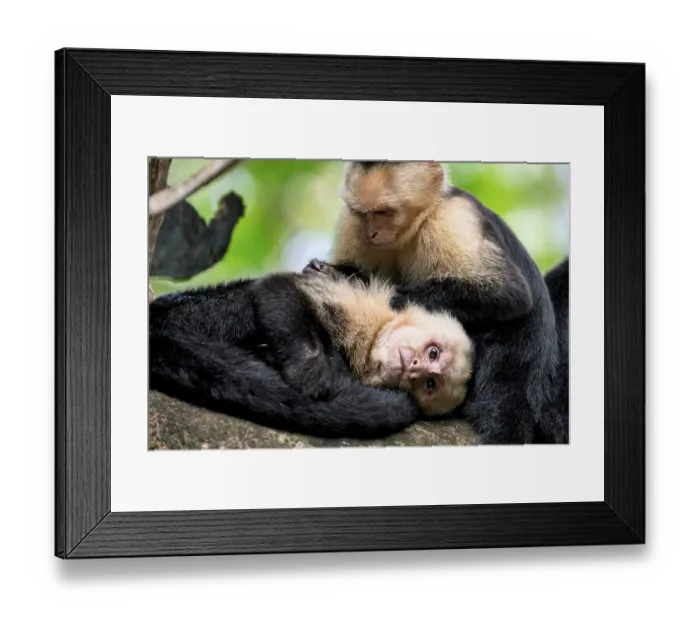 Framed Print : Panama capuchin monkey (Cebus imitator)