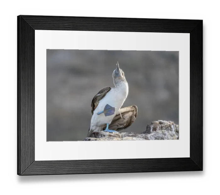 Framed Print : Blue-footed booby (Sula nebouxii) Framed Print : Blue-footed booby (Sula nebouxii)