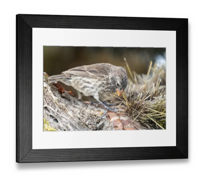 Framed Print : Small ground finch (Geospiza fuliginosa) Framed Print : Small ground finch (Geospiza fuliginosa)