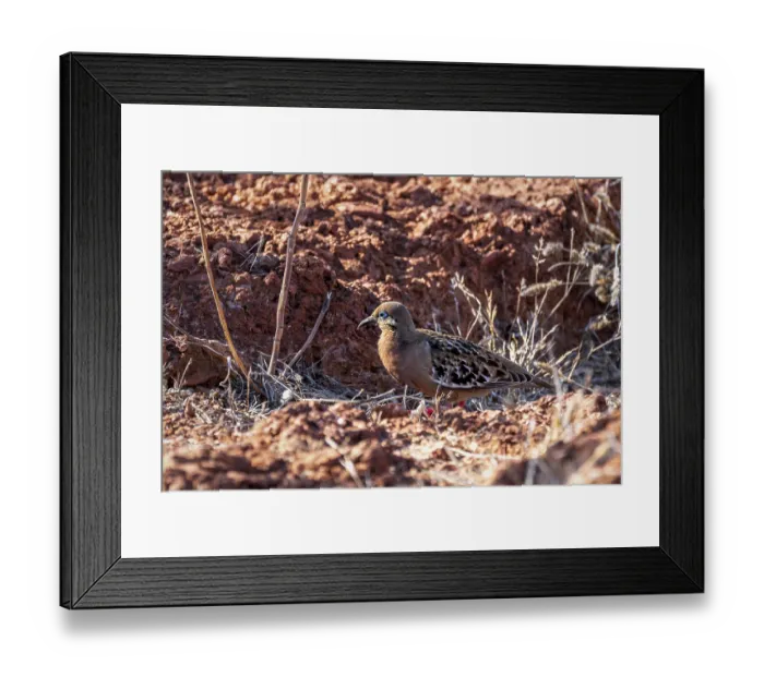 Framed Print : Galapagos Pigeon (Zenaida galapagoensis)