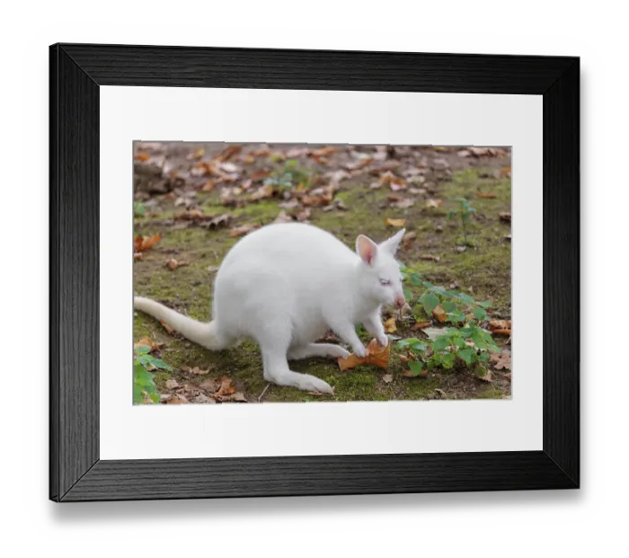 Framed Print : An albino Red-necked wallaby or Bennett's wallaby (Macropus rufogriseus)