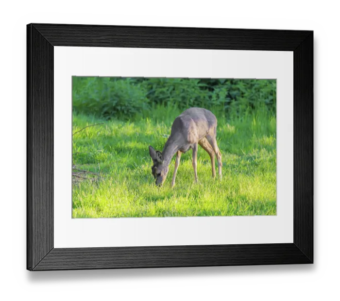 Framed Print : An adult female roe deer (Capreolus capreolus) grazing in a green meadow overgrown with tall grass at sunrise