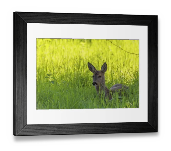 Framed Print : An adult female roe deer (Capreolus capreolus) resting in a meadow covered with tall grass at sunrise