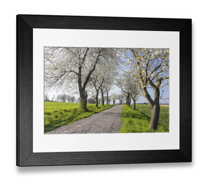 Framed Print : Old cherry tree avenue (Prunus) in bloom