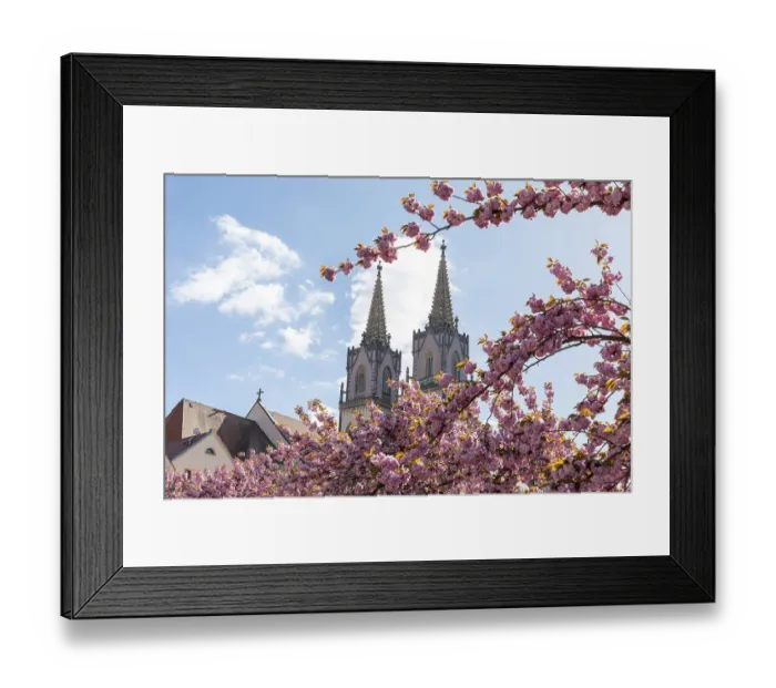Framed Print : Lushly flowering branches of the Japanese flowering cherry (Prunus serrulata)