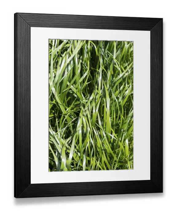 Framed Print : Fresh grass, tall and vigorous