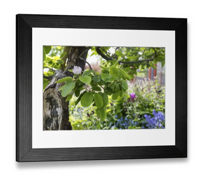 Framed Print : Quince (Cydonia oblonga) in bloom Framed Print : Quince (Cydonia oblonga) in bloom