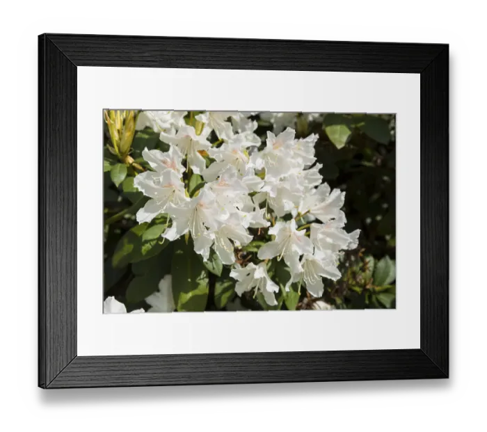 Framed Print : White flowers on the rhododendron