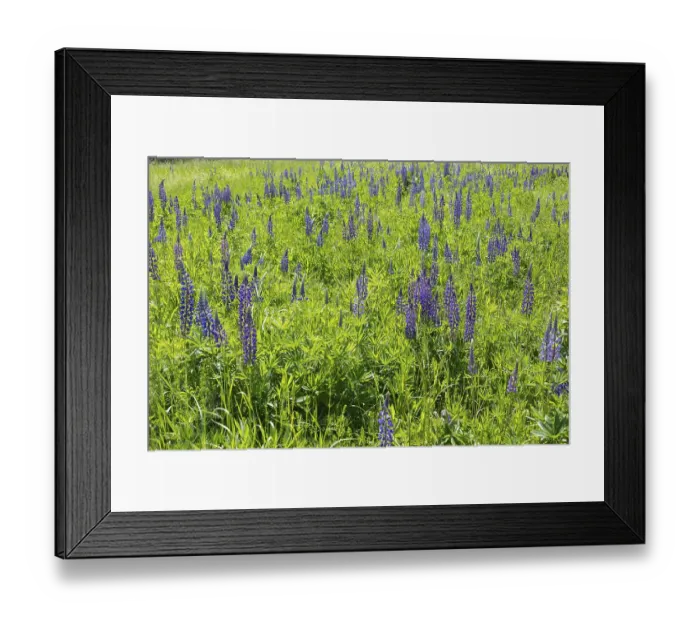 Framed Print : Narrow-leaved lupin (Lupinus polyphyllus) blooms blue on Halde I on the Heller Framed Print : Narrow-leaved lupin (Lupinus polyphyllus) blooms blue on Halde I on the Heller