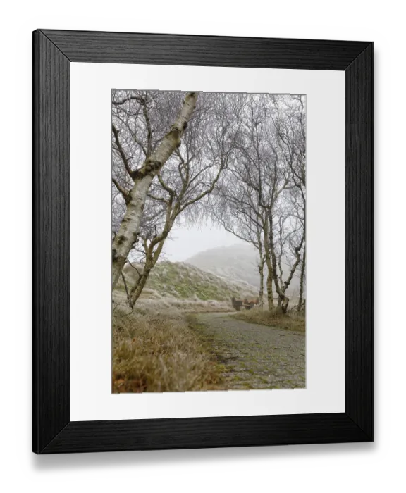 Framed Print : Path through low birch trees (Betula) and the dunes in fog and hoar frost Framed Print : Path through low birch trees (Betula) and the dunes in fog and hoar frost