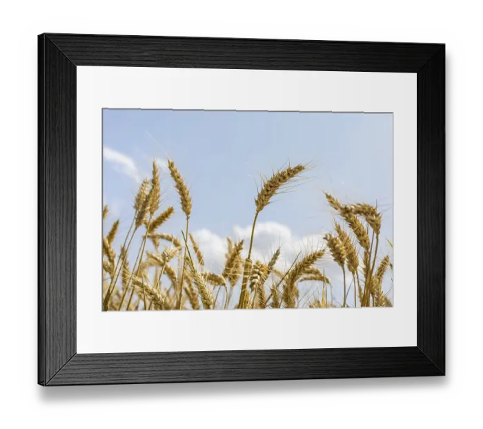 Framed Print : Grain field with ripe ears of wheat (triticum) in front of a blue sky