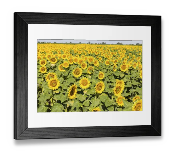 Framed Print : Sunflowers (Helianthus annuus)
