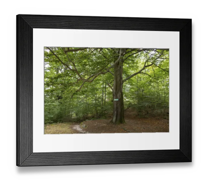 Framed Print : Nature trail through the millstone quarries near Jonsdorf
