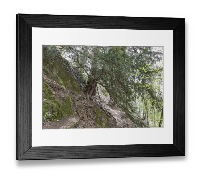 Framed Print : The 1000-year-old yew tree (Taxus) on the Lederberg in Schlottwitz in the Muglitz Valley