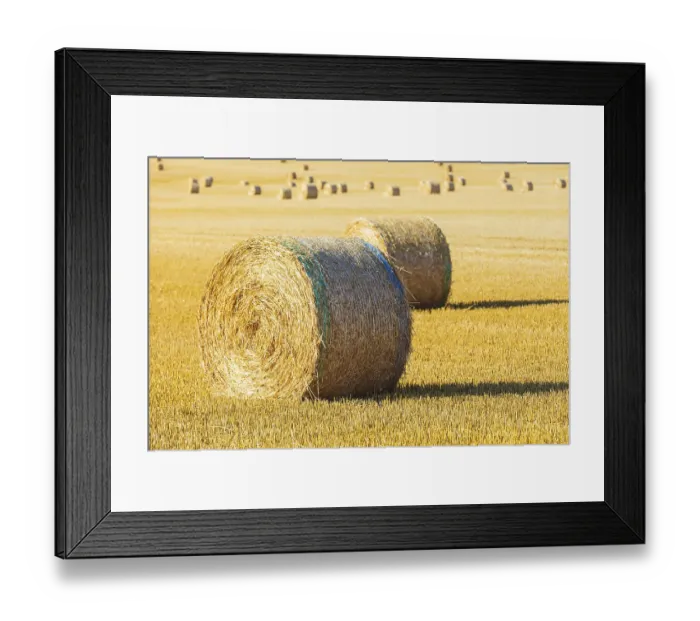 Framed Print : Straw bales on a harvested grain field