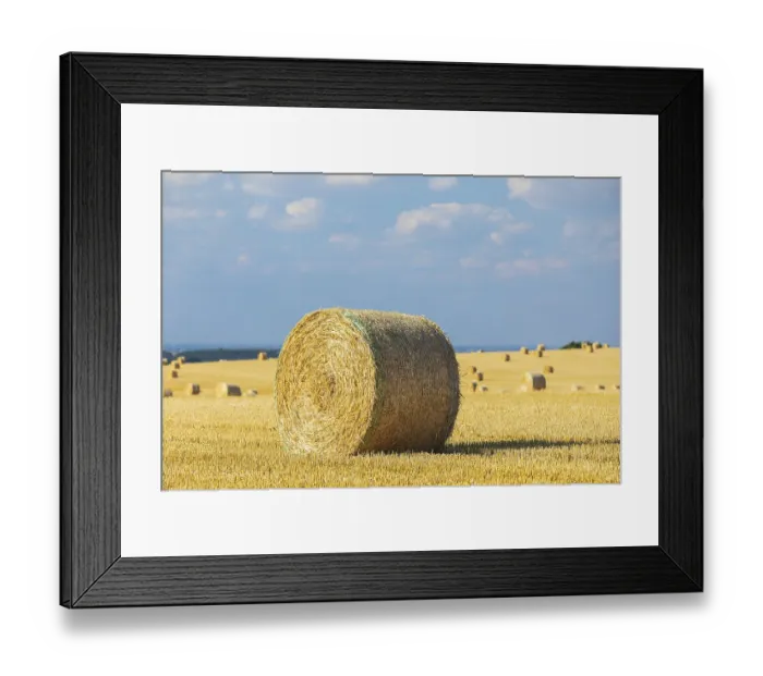 Framed Print : Straw bales on a harvested grain field