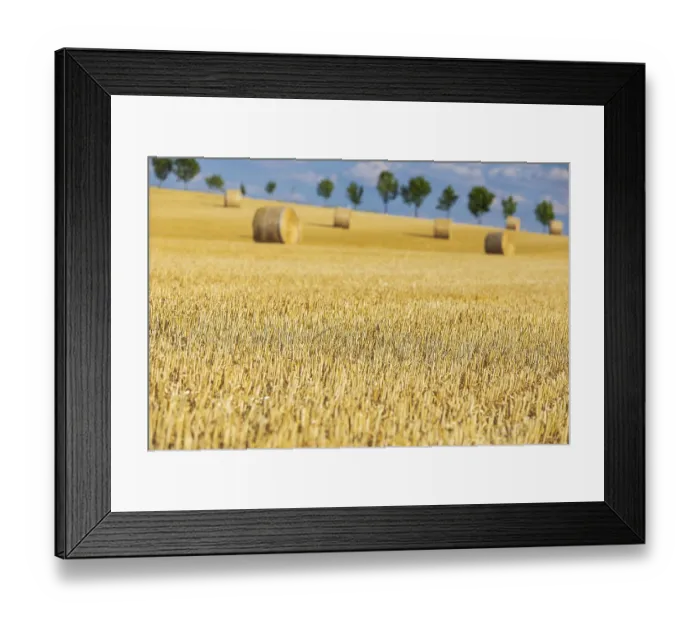 Framed Print : Straw bales on a harvested grain field