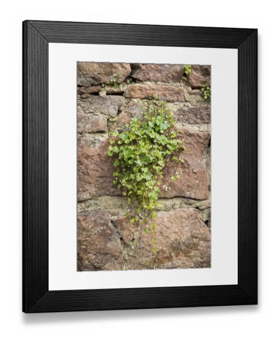 Framed Print : Cymbalaria muralis on a wall, Saxony, Germany
