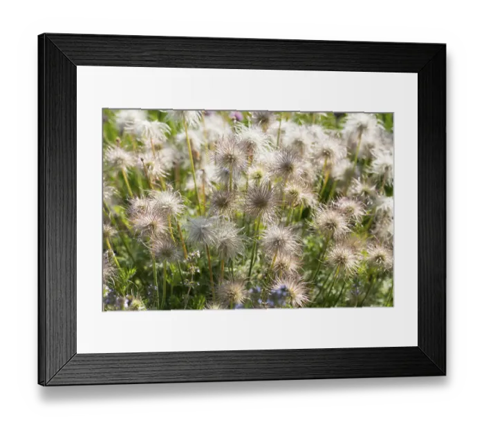 Framed Print : Feathery fruits shortly in front of ripening of the Pasque flower (Pulsatilla vulgaris)