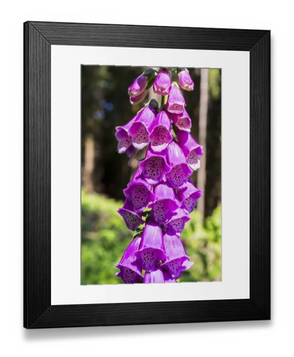 Framed Print : Common foxglove (Digitalis purpurea) in bloom