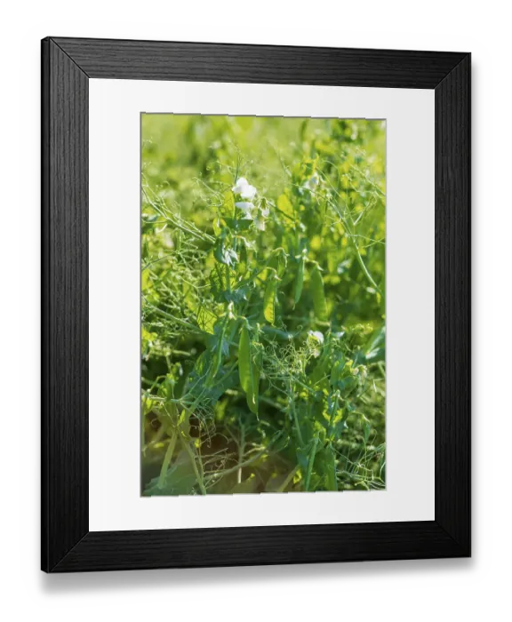 Framed Print : Field with peas (Pisum) in bloom, Saxony, Germany Framed Print : Field with peas (Pisum) in bloom, Saxony, Germany