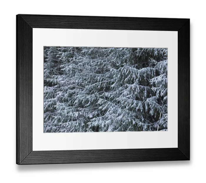 Framed Print : Closeup of snow covered fir tree branches in winter