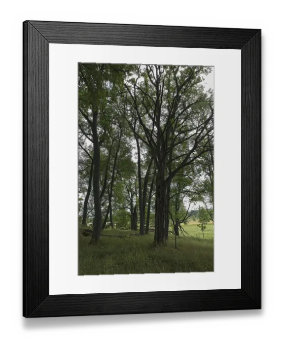 Framed Print : Landscape view of forest in summer