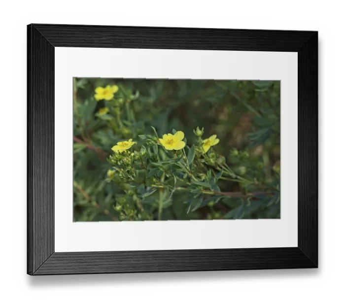 Framed Print : Closeup of dasiphora fruticosa manelys is a species of hardy deciduous flowering shrub Closeup of