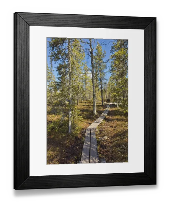 Framed Print : Duckboard trail at Sompio Strict Nature Reserve in sunny spring weather