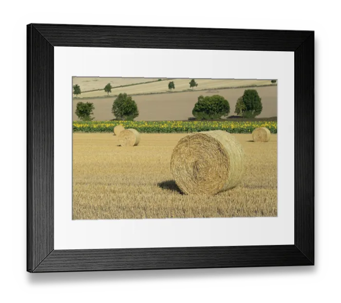 Framed Print : View over a stubble field with straw bales and a sunflower field