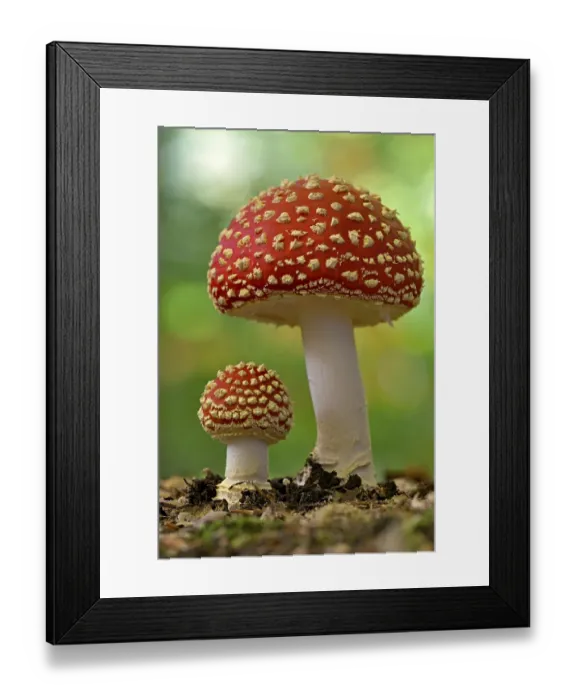 Framed Print : Fly agaric (Amanita muscaria), small and large fruiting bodies