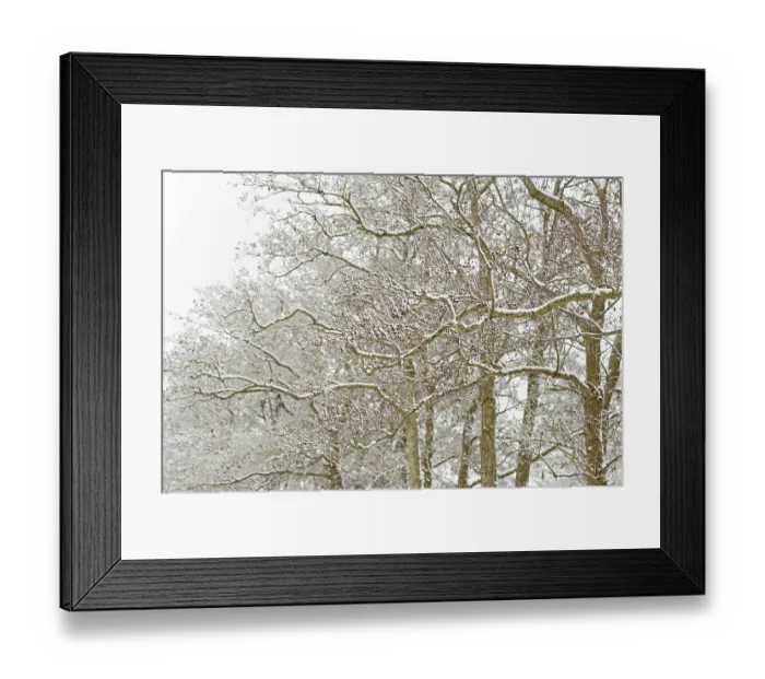 Framed Print : Deciduous trees, alders (Alnus) covered with snow Framed Print : Deciduous trees, alders (Alnus) covered with snow
