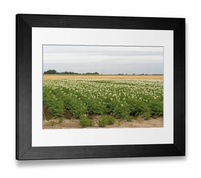 Framed Print : Field with potato plants (Solanum tuberosum) at flowering time