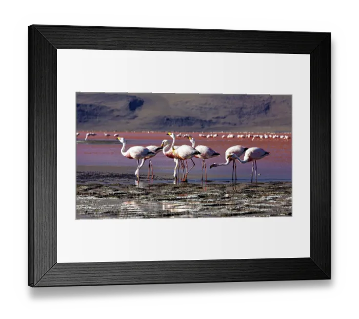 Framed Print : A group of flamingos stands in shallow water against a mountain backdrop