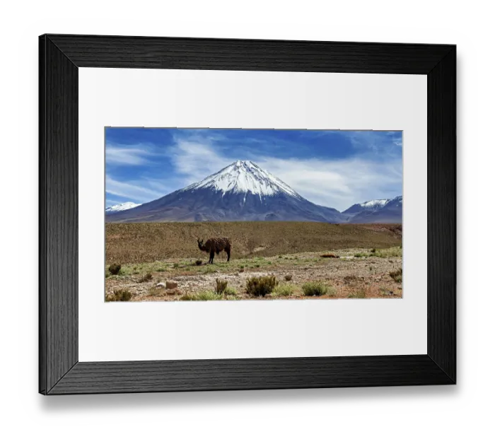Framed Print : A llama stands in front of a snow-capped volcano in a vast desert landscape