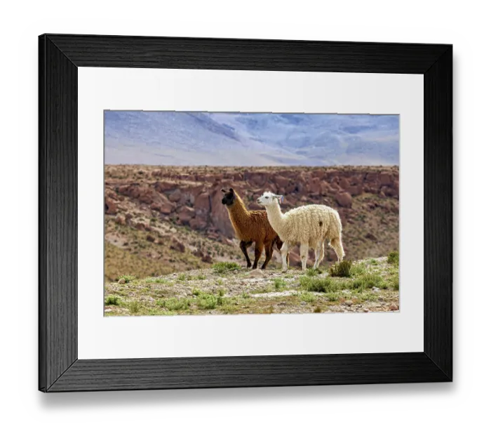 Framed Print : Two llamas, one brown, one white Framed Print : Two llamas, one brown, one white