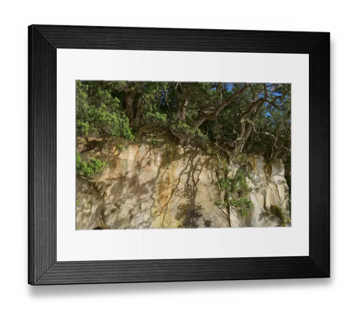 Framed Print : Close-up of tree bark and shadow on a rock Framed Print : Close-up of tree bark and shadow on a rock