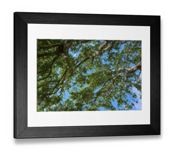 Framed Print : Dense treetops with green leaves in contrast to the blue sky