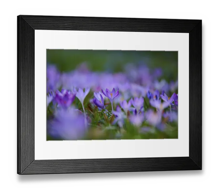 Framed Print : Vibrant purple crocuses cover the meadow and embody the colourful splendour of spring