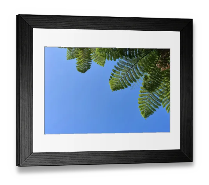 Framed Print : Fern leaves against a clear blue sky