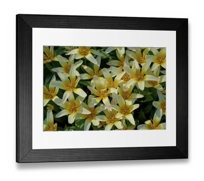 Framed Print : Close-up of yellow blooming tulips with delicate colour gradients