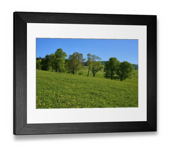 Framed Print : Beech trees on a green spring meadow